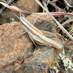 Macrotona australis (Common Macrotona Grasshopper) at Nimmitabel Meatworks TSR - 9 Dec 2023 by trevorpreston