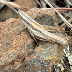 Macrotona australis at Holts Flat, NSW - 9 Dec 2023 01:25 PM