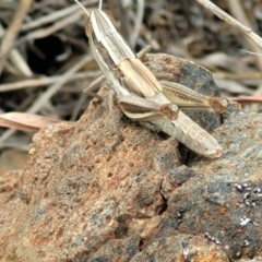 Macrotona australis at Holts Flat, NSW - 9 Dec 2023