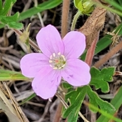 Geranium retrorsum (Grassland Cranesbill) at Nimmitabel Meatworks TSR - 9 Dec 2023 by trevorpreston