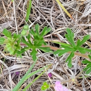 Geranium retrorsum at Holts Flat, NSW - 9 Dec 2023