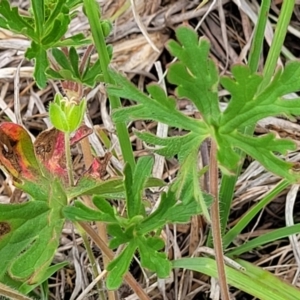 Geranium retrorsum at Holts Flat, NSW - 9 Dec 2023