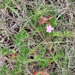 Geranium retrorsum at Holts Flat, NSW - 9 Dec 2023 01:24 PM