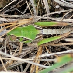 Praxibulus sp. (genus) (A grasshopper) at Nimmitabel Meatworks TSR - 9 Dec 2023 by trevorpreston