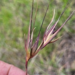 Themeda triandra (Kangaroo Grass) at Holts Flat, NSW - 9 Dec 2023 by trevorpreston