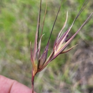 Themeda triandra at Holts Flat, NSW - 9 Dec 2023 01:23 PM