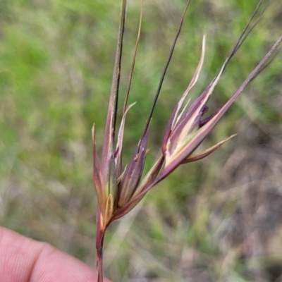 Themeda triandra (Kangaroo Grass) at Holts Flat, NSW - 9 Dec 2023 by trevorpreston