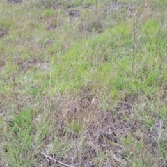 Themeda triandra at Holts Flat, NSW - 9 Dec 2023 01:23 PM