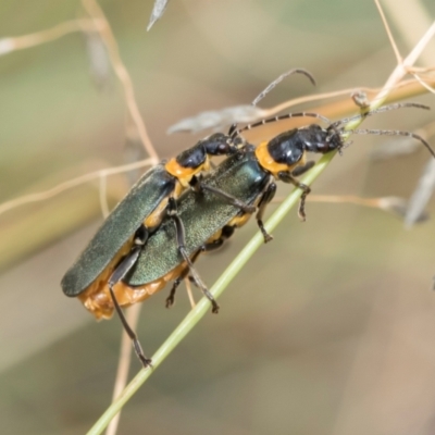 Chauliognathus lugubris (Plague Soldier Beetle) at Fraser, ACT - 14 Feb 2023 by AlisonMilton
