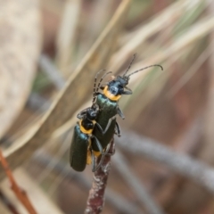 Chauliognathus lugubris at Fraser, ACT - 14 Feb 2023 11:35 AM