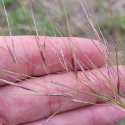 Austrostipa scabra (Corkscrew Grass, Slender Speargrass) at Nimmitabel Meatworks TSR - 9 Dec 2023 by trevorpreston