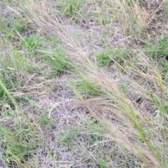 Austrostipa scabra at Nimmitabel Meatworks TSR - 9 Dec 2023 01:23 PM