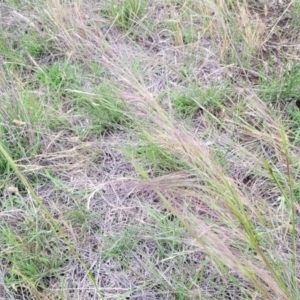 Austrostipa scabra at Nimmitabel Meatworks TSR - 9 Dec 2023