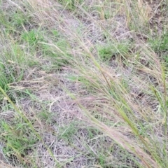 Austrostipa scabra at Nimmitabel Meatworks TSR - 9 Dec 2023