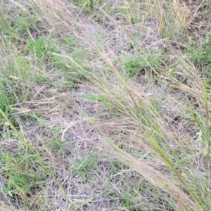 Austrostipa scabra at Nimmitabel Meatworks TSR - 9 Dec 2023