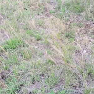 Austrostipa scabra at Nimmitabel Meatworks TSR - 9 Dec 2023