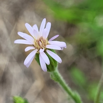 Vittadinia cuneata var. cuneata (Fuzzy New Holland Daisy) at Nimmitabel Meatworks TSR - 9 Dec 2023 by trevorpreston