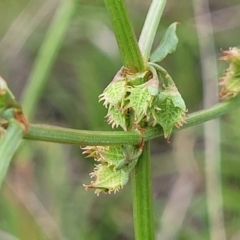 Rumex dumosus (Wiry Dock) at Nimmitabel Meatworks TSR - 9 Dec 2023 by trevorpreston