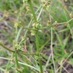 Rumex dumosus at Holts Flat, NSW - 9 Dec 2023 01:22 PM