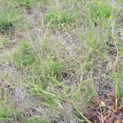 Rumex dumosus at Holts Flat, NSW - 9 Dec 2023 01:22 PM