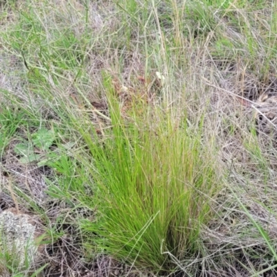 Nassella trichotoma (Serrated Tussock) at Holts Flat, NSW - 9 Dec 2023 by trevorpreston