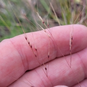 Nassella trichotoma at Holts Flat, NSW - 9 Dec 2023