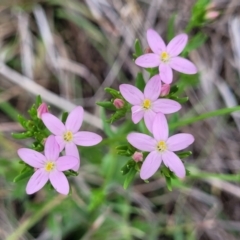 Centaurium erythraea (Common Centaury) at Nimmitabel Meatworks TSR - 9 Dec 2023 by trevorpreston