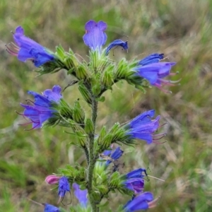 Echium vulgare at Holts Flat, NSW - 9 Dec 2023