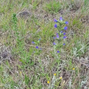 Echium vulgare at Holts Flat, NSW - 9 Dec 2023