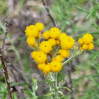 Chrysocephalum semipapposum (Clustered Everlasting) at Nimmitabel Meatworks TSR - 9 Dec 2023 by trevorpreston