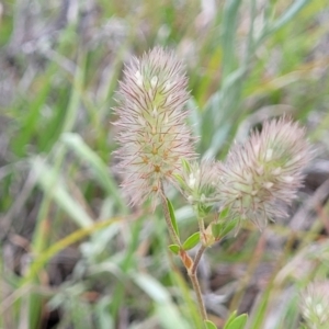 Trifolium arvense var. arvense at Holts Flat, NSW - 9 Dec 2023