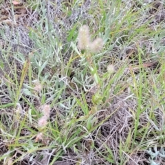 Trifolium arvense var. arvense at Holts Flat, NSW - 9 Dec 2023