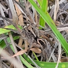 Tasmanicosa sp. (genus) (Unidentified Tasmanicosa wolf spider) at Nimmitabel Meatworks TSR - 9 Dec 2023 by trevorpreston