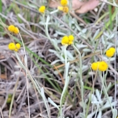 Chrysocephalum apiculatum (Common Everlasting) at Nimmitabel Meatworks TSR - 9 Dec 2023 by trevorpreston