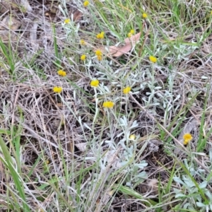 Chrysocephalum apiculatum at Holts Flat, NSW - 9 Dec 2023 01:19 PM