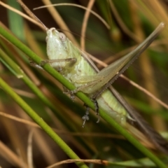 Conocephalomima barameda (False Meadow Katydid, Barameda) at Fraser, ACT - 14 Feb 2023 by AlisonMilton