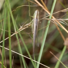 Conocephalomima barameda at Fraser, ACT - 14 Feb 2023