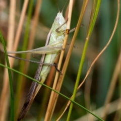 Conocephalomima barameda at Fraser, ACT - 14 Feb 2023