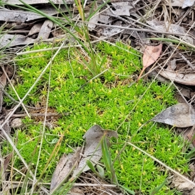 Scleranthus biflorus (Twin-flower Knawel) at Holts Flat, NSW - 9 Dec 2023 by trevorpreston