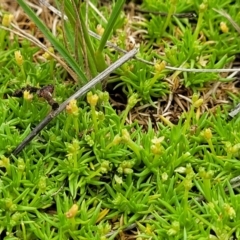 Scleranthus biflorus at Holts Flat, NSW - 9 Dec 2023 01:18 PM