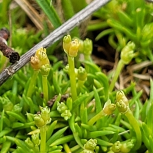 Scleranthus biflorus at Holts Flat, NSW - 9 Dec 2023