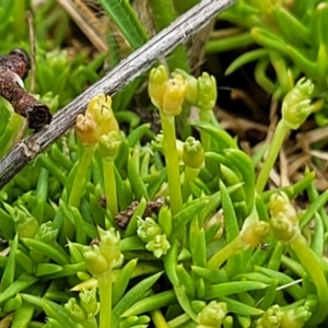 Scleranthus biflorus at Holts Flat, NSW - 9 Dec 2023