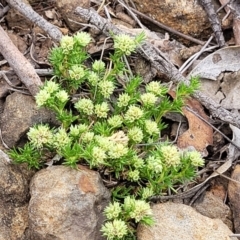 Scleranthus diander (Many-flowered Knawel) at Nimmitabel Meatworks TSR - 9 Dec 2023 by trevorpreston