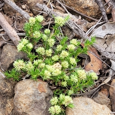 Scleranthus diander (Many-flowered Knawel) at Nimmitabel Meatworks TSR - 9 Dec 2023 by trevorpreston