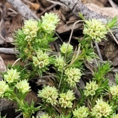 Scleranthus diander at Holts Flat, NSW - 9 Dec 2023