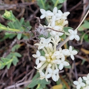 Pimelea linifolia subsp. caesia at Holts Flat, NSW - 9 Dec 2023