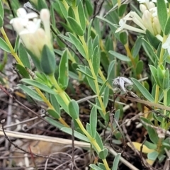 Pimelea linifolia subsp. caesia at Holts Flat, NSW - 9 Dec 2023