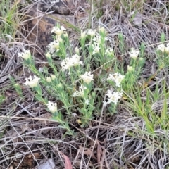 Pimelea linifolia subsp. caesia at Holts Flat, NSW - 9 Dec 2023