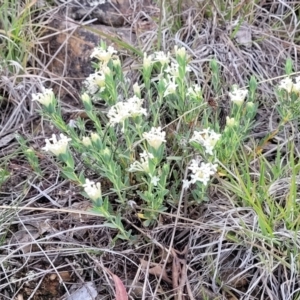 Pimelea linifolia subsp. caesia at Holts Flat, NSW - 9 Dec 2023