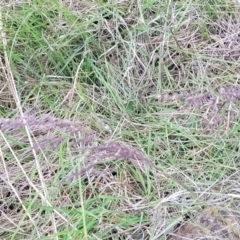 Poa sieberiana at Holts Flat, NSW - 9 Dec 2023